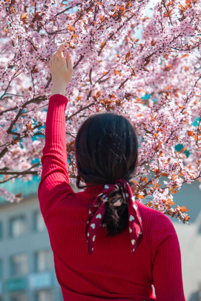 istock woman taking picture in blooming sakura tree 1388941588