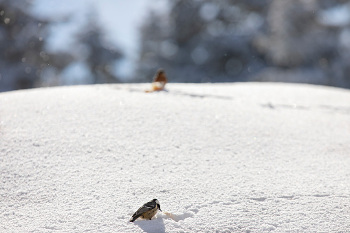 Birds in the Winter Season Photo, Uludag National Park Bursa Turkey