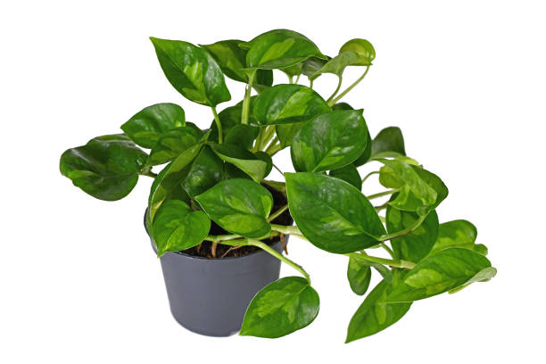 istock Two colored tropical 'Epipremnum Global Green' houseplant 1388942222