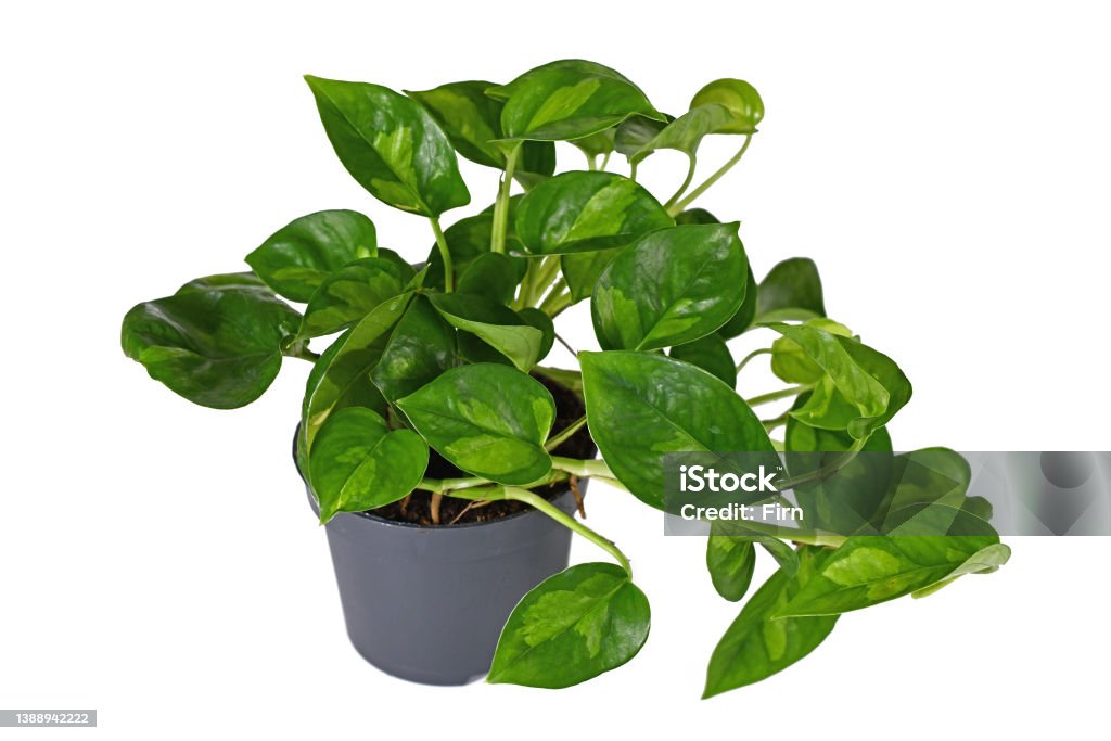 Two colored tropical 'Epipremnum Global Green' houseplant Two colored tropical 'Epipremnum Global Green' houseplant in flower pot on white background Golden Pothos Stock Photo