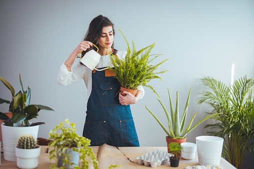 Photo of happy Caucasian young woman doing some planting at home with her colorful plants. Brown hair Woman to the care of the plants in the room. Mature businesswoman holding flowerpots. Woman caring for house plant