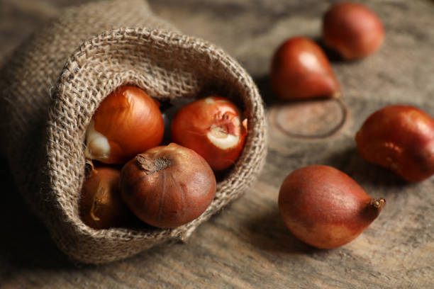 istock Sack with tulip bulbs on wooden table 1388947163