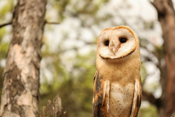 istock Beautiful common barn owl on tree outdoors 1388948303