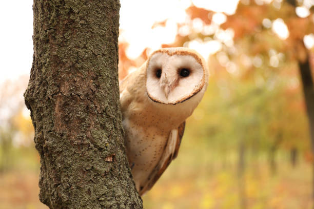 istock Beautiful common barn owl on tree outdoors 1388948305