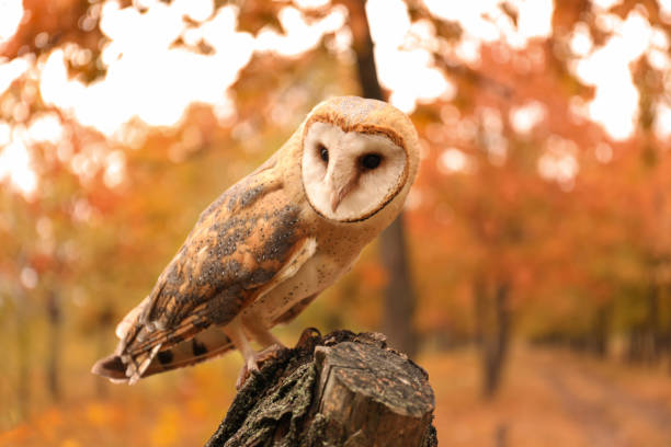 istock Beautiful common barn owl on tree outdoors 1388948306
