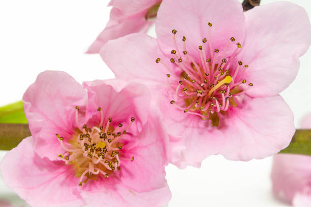 Beautiful pink flowers of the peach with fresh green leaves, isolated on white. Spring background
