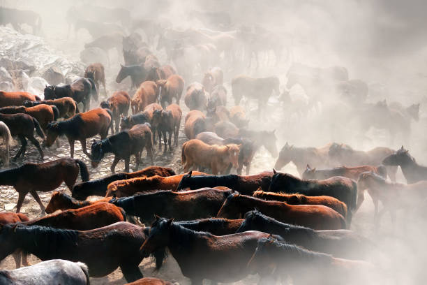 istock Herd of wild horses in dusty nature 1388949556