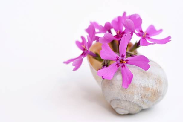 Phlox subulata flower in a small vase from an empty snail shell