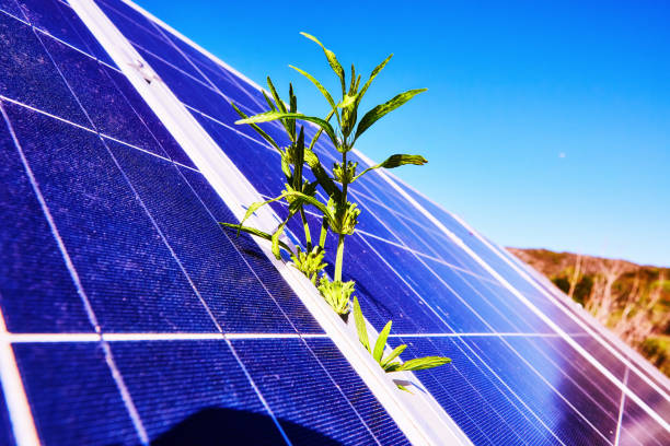 istock New life: a plant growing between blue solar panels outdoors in bright sunlight 1388950978
