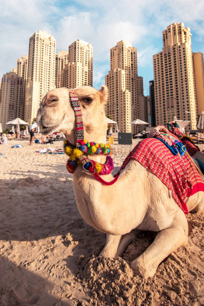 süßes kamel am berühmten jumeirah beach in dubai, vereinigte arabische emirate. - dubai united arab emirates traditional culture camel stock-fotos und bilder