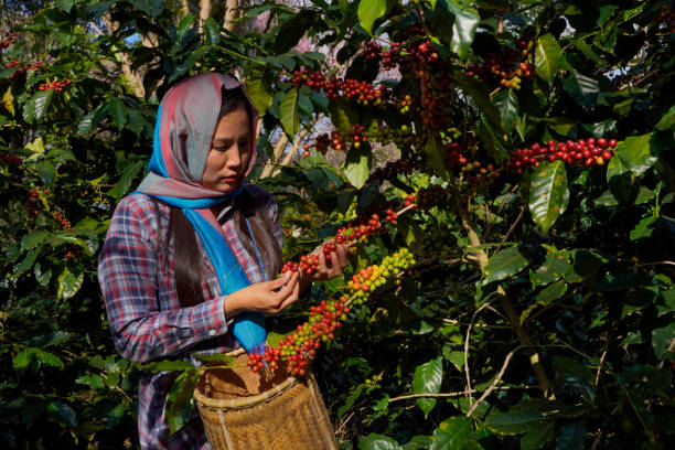 arabica et robusta crus ou mûrs et grains de baies de café biologiques avec des mains d’agriculteurs. les agriculteurs cultivent des fruits à la ferme de java. - fruit variation photos et images de collection