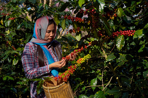 Coffee tree the plantations field background concept. Raw or ripe Arabica and Robusta and organic coffee berries beans with agriculturist hands. Farmer crop fruit at farm in Java.