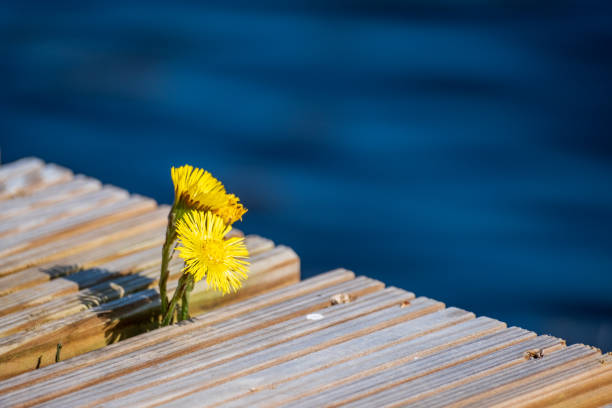 istock Dandelion by a jetty and water 1388952661