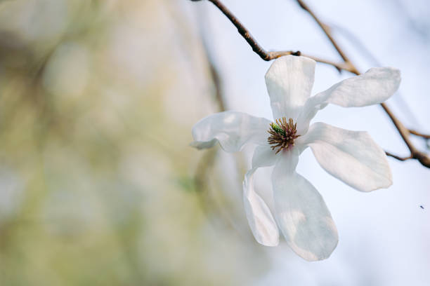 белая магнолия цветет весной на размытом фоне и боке. малая глубина резкости. воздушная атмосфера - spring magnolia flower sky стоковые фото и изображения