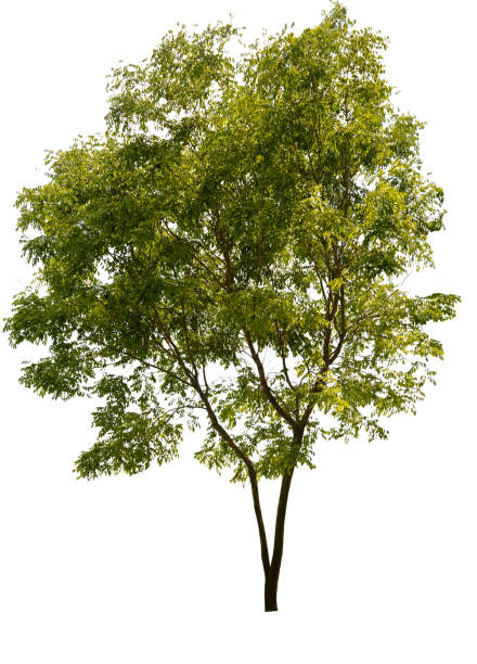 흰색 배경에 고립 된 나무, 디자인, 광고 및 건축에 사용되는 고립 된 열대 나무. - oak tree treelined tree single object 뉴스 사진 이미지
