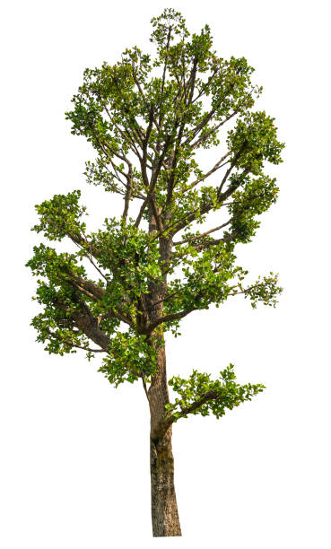 白い背景に隔離された木々、デザイン、広告、建築に使用される熱帯の木。 - oak tree treelined tree single object ストックフォトと画像