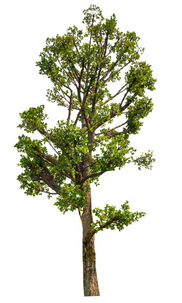 istock Trees isolated on white background, tropical trees isolated used for design, advertising and architecture. 1388955693