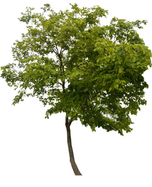白い背景に隔離された木々、デザイン、広告、建築に使用される熱帯の木。 - oak tree treelined tree single object ストックフォトと画像