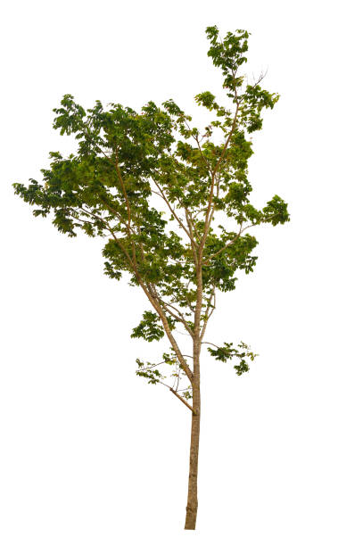 alberi isolati su sfondo bianco, alberi tropicali isolati utilizzati per il design, la pubblicità e l'architettura. - oak tree treelined tree single object foto e immagini stock
