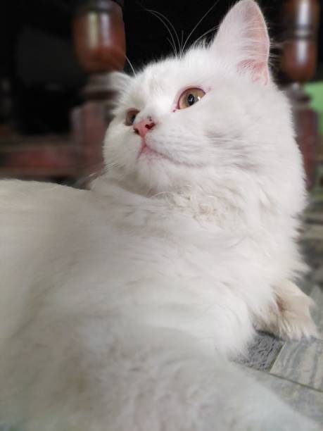 Pet animal White cat, kittens, Persian species, love, yawning, March 2022 white persian cat stock pictures, royalty-free photos & images
