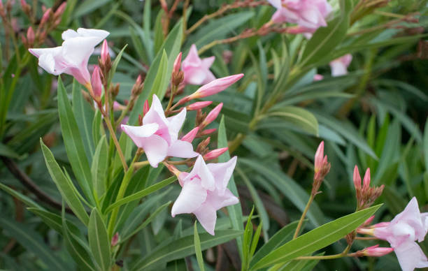 istock Pink oleander flower in the garden 1388957394