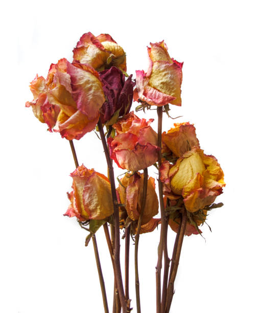 istock Dried rose flowers isolated on white background - horizontal photo 1388959134