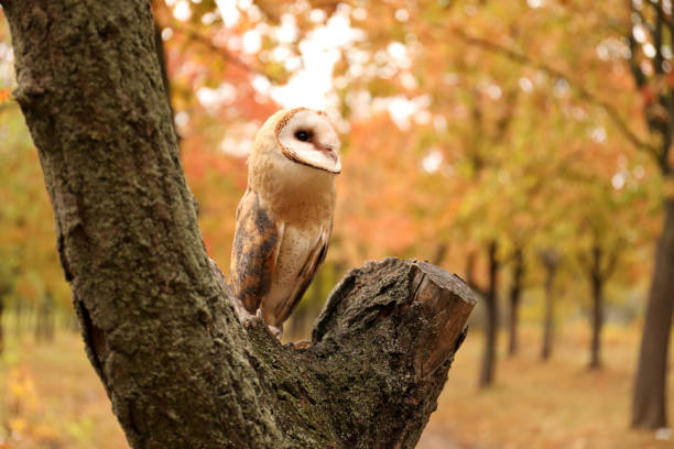istock Beautiful common barn owl on tree outdoors 1388961145