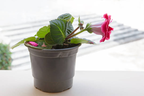 Gloxinia with red flower blooming in a plastic pot