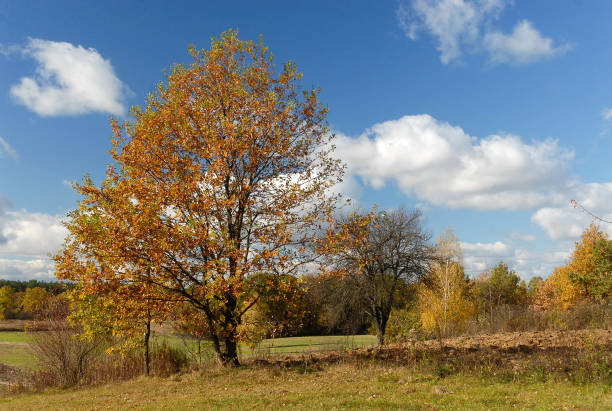 istock Autumn landscape on a sunny day, Poland 1388964339