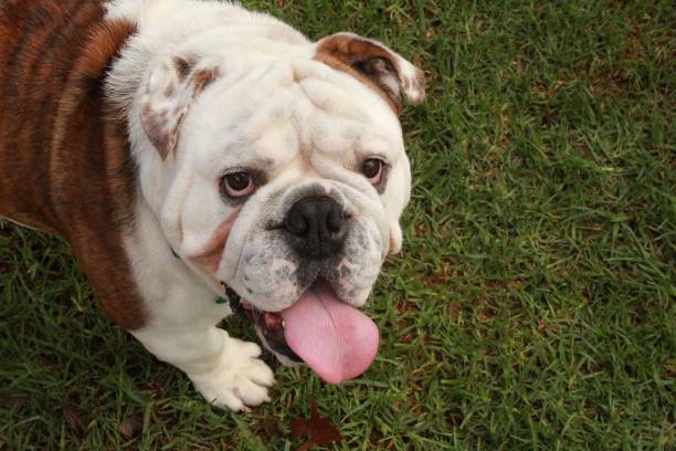 istock Kerneels and his tongue 1388965403