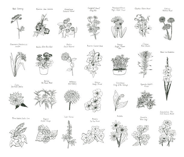 Garden summer flowers illustrations vector set Garden summer flowers illustrations vector set mirabilis jalapa stock illustrations