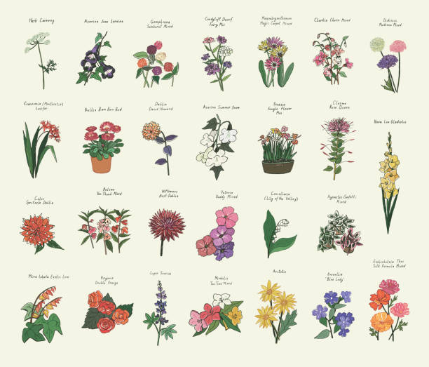 ilustrações de stock, clip art, desenhos animados e ícones de garden summer flowers illustrations vector set - petunia