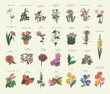 Garden summer flowers illustrations vector set