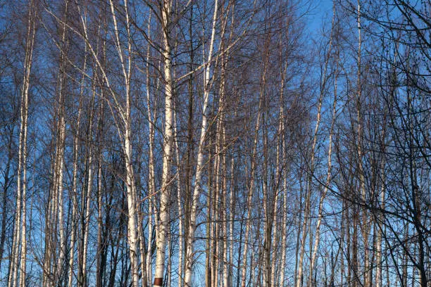 A winter birch forest and blue sky. Birch trees in bright sunshine. The forest with many birch-trees in a row