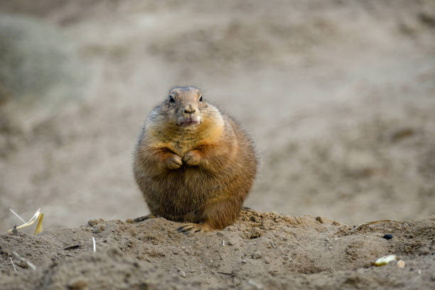 istock Photo of a groundhog on a sandy hillock. 1388968711