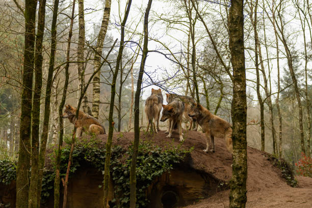 Amersfoort Animal Park. A crowded place to stay. Netherlands. A pack of wolves on a hill near their lair.