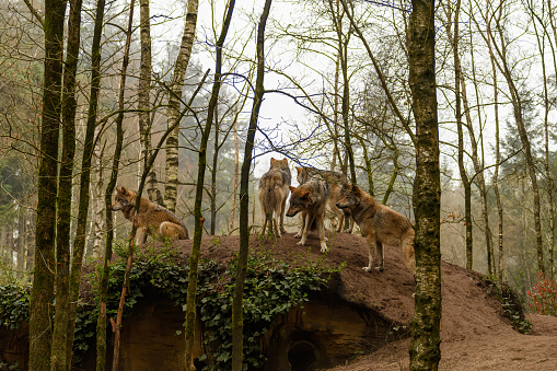 Amersfoort Animal Park. A crowded place to stay. Netherlands. A pack of wolves on a hill near their lair.