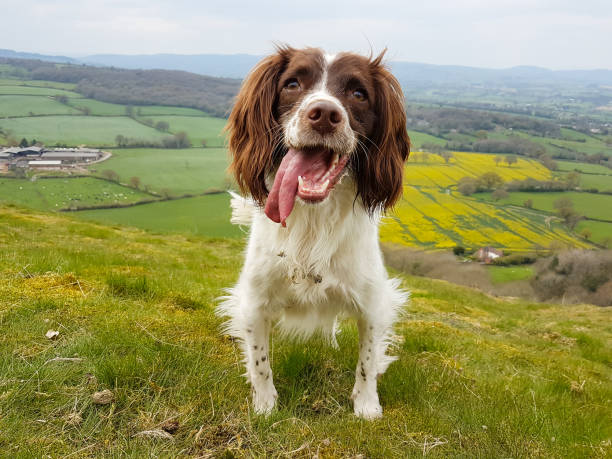 Happy smiley brown and white spaniel dog out for exercise in hills of Shropshire UK on a spring day . stock photo