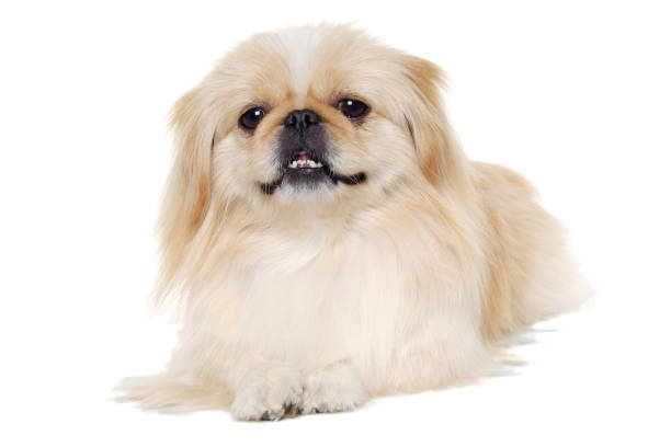 Pekingese, 2 years old, sitting to the side and looking at camera, isolated on white