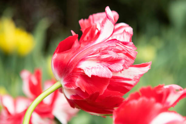 istock Red flowers tulips in the garden 1388970194