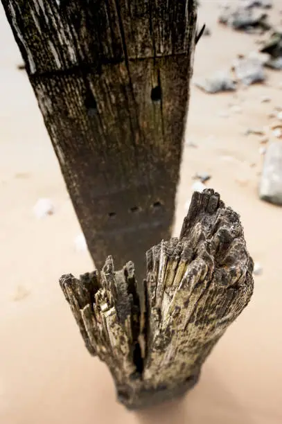 Wooden mooring post on beach, exposed to the elements, has been eroded and weathered.  Detail shot showing texture, erosion of wood.