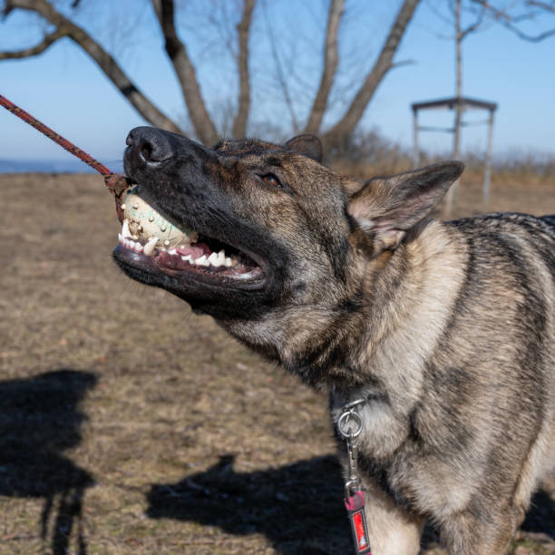 istock A young happy German Shepherd plays tug with a ball. Sable coloured working line breed 1388972408