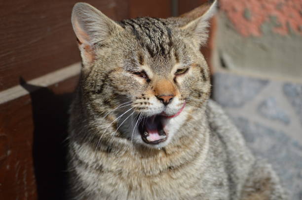 istock colorful cat with yellow eyes, licking himself 1388974196