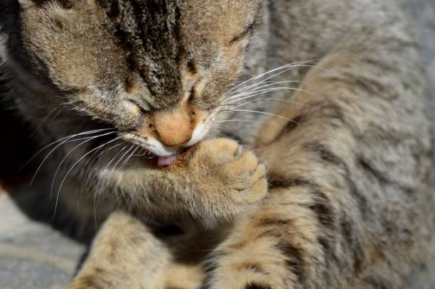 istock colorful cat with yellow eyes, licking himself 1388974215