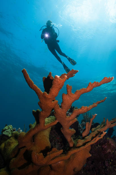 istock Elkhorn coral and diver 1388974226
