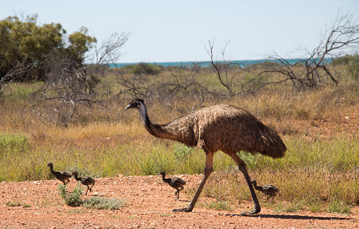 Emu father and children on the road in Exmouth, Australia