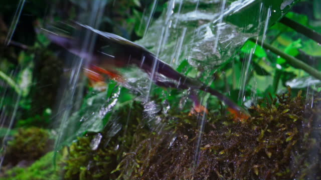 SLO MO DS Red-eyed tree frog jumping off the mossy ground in the jungle in rainfall