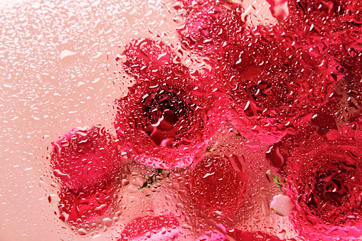 Flowers under glass with water drops. Red roses on pink background and blobs pattern.