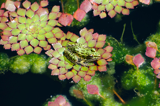 Northern leopard frog, Lithobates pipiens, sitting on mosaic plant, Ludwigia sedioides, in a pond covered with mosaic plant and moss.