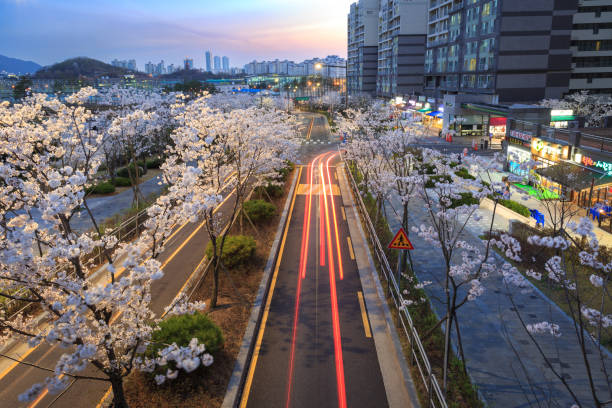 istock Hanami, cherry blossom street at night from above 1388985844